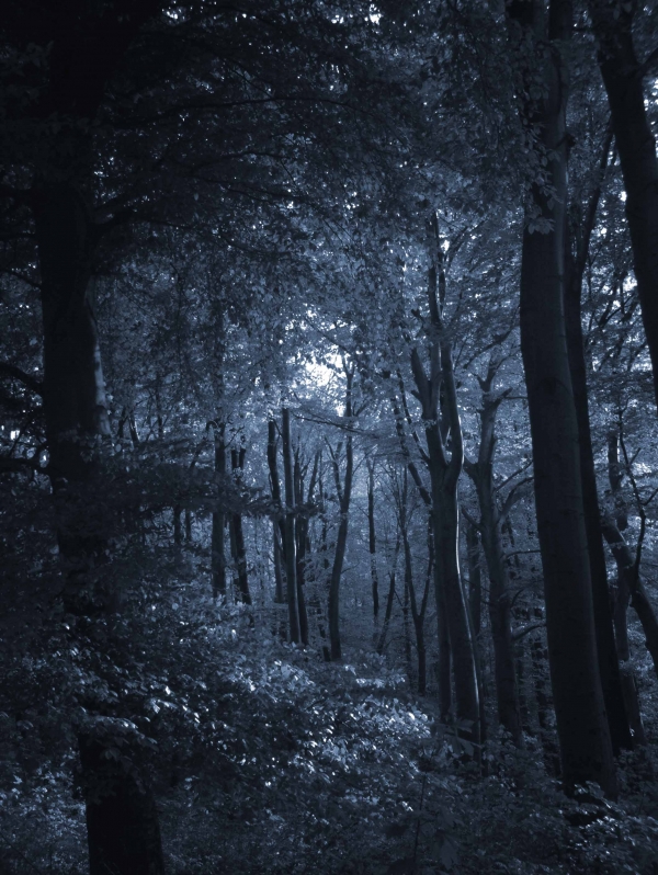 Creation of Kobalt Forest: Step 2